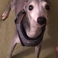 ベーネ