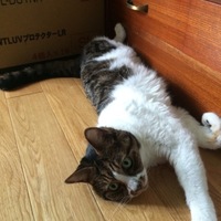 シロ