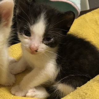 都内から1か月半の子猫 ①男の子