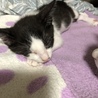 都内から1か月半の子猫 ①男の子 サムネイル2