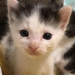 都内から1か月半の子猫②女の子