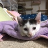 都内から1か月半の子猫②女の子 サムネイル2