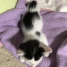 都内から1か月半の子猫②女の子 サムネイル4