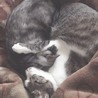 コバリ(=^・^=)
