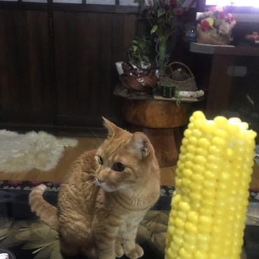 の写真