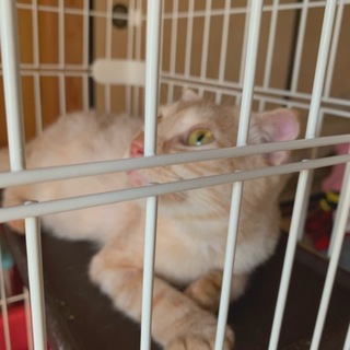 二匹の里親募集中