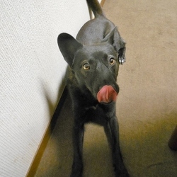 「ぽんず嬢のご飯問題」サムネイル1