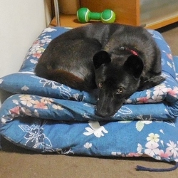 「ぽんず嬢のご飯問題」サムネイル2