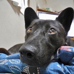 「ぽんず嬢のご飯問題」サムネイル3