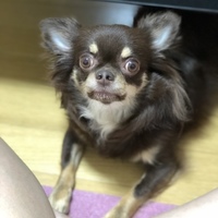 チョコ