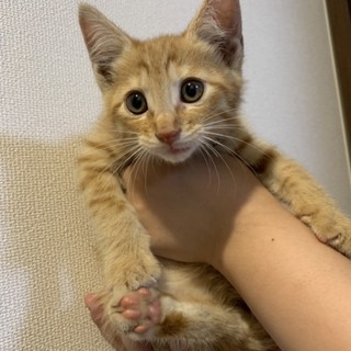 推定2ヶ月の子猫です！茶トラオス