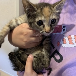 推定2ヶ月の子猫です！サビメス