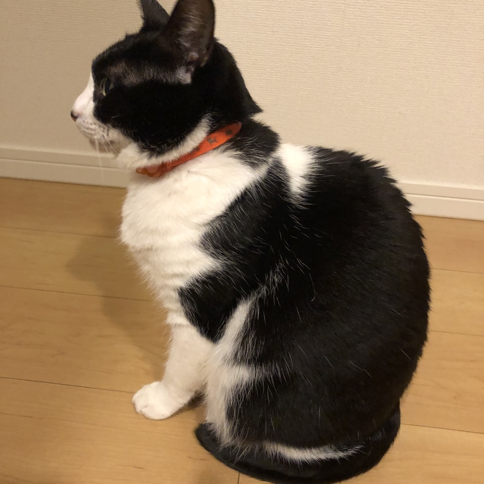 姫子のカバー写真