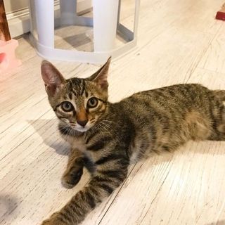 優しい性格で人慣れ抜群の男の子☆センくん