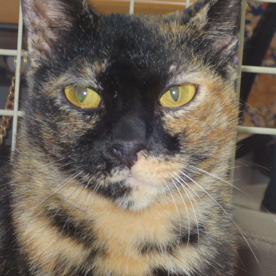 ヒメのカバー写真