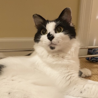 ふわふわなお茶目さん「ふわりちゃん」