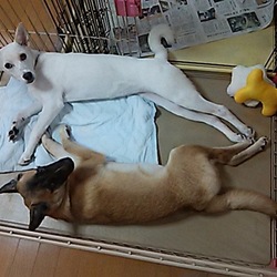保護犬たち・・試練の期間？
