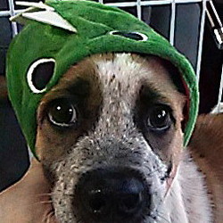 「保護犬たち・・試練の期間？」サムネイル3