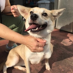 「保護犬たち・・試練の期間？」サムネイル2