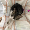 まだちょっとシャイ☆イケメンのヘーゼルくん