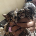 大急募！子猫3匹！(亡くなりました)