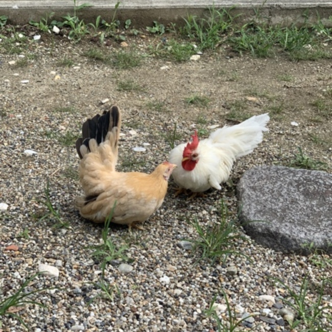 kitto27のカバー写真