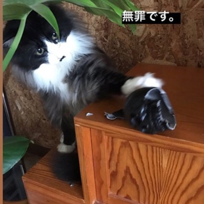 ka1se1のカバー写真