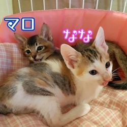 保護猫の譲渡会 名張市
