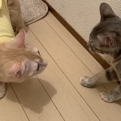 避妊手術、お願いしました