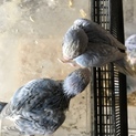 セキセイインコのヒナです