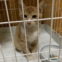 茶トラ茶シロ子猫二匹