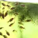 金魚の稚魚！
