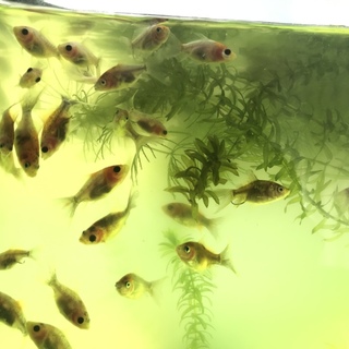 金魚の稚魚！