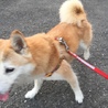 あるちゃんママ