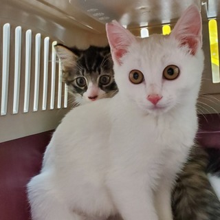 ３ヶ月半位の女の子です