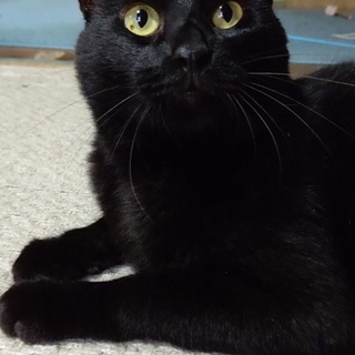 突然、飼主を亡くしてしまった甘えん坊のミーくん