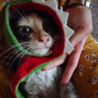 ごはんより人が大好き！甘えたで賢いサビ三毛の女の子