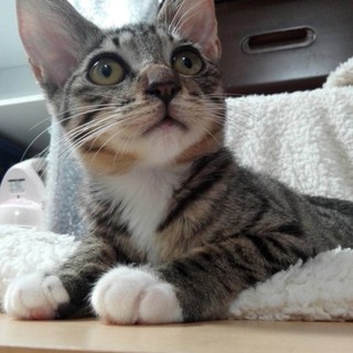 3か月のあまえんぼ女の子キジトラ