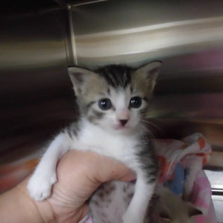 8月10日頃生まれのキジトラの女の子