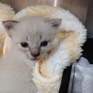 8月10日頃生まれのシャム柄の女の子