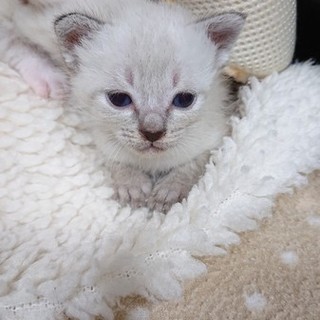 8月10日頃生まれのシャム柄の男の子