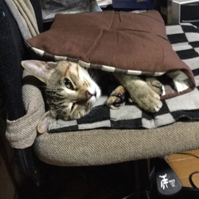 リンにゃんパパのカバー写真