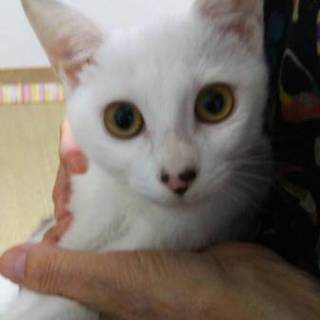 ほんとは甘えたがりのサブミちゃん