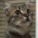 子猫のような大人猫は、いかかでしょうか