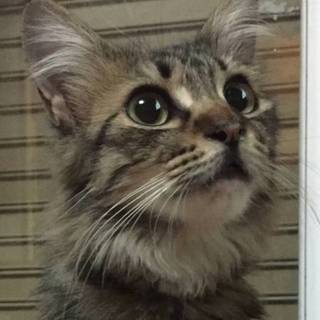 子猫のような大人猫は、いかかでしょうか