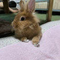 うさぎ メス 里親募集