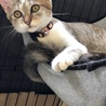 きなこ