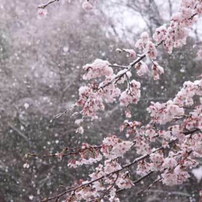 u.mのカバー写真