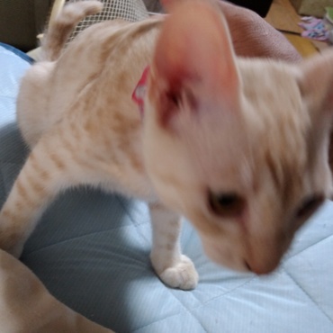 夏場はベッタリされると暑い…