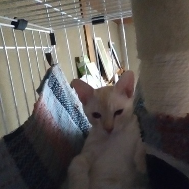 昨晩横を見ると、この体制で寝ていて…そのまま床へ消えていった…